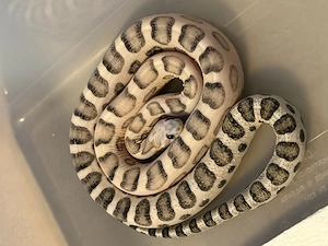 Verkaufe scaleless charcoal Anery poss het amel