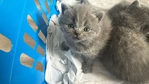 BKH Kitten Bild 4