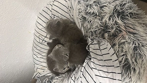 BKH Kitten