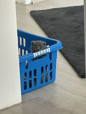 BKH Kitten Bild 3