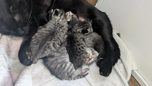 kitten, katzen Babys 