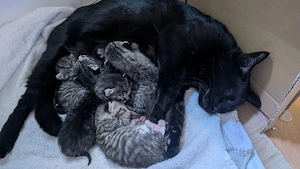 kitten, katzen Babys 