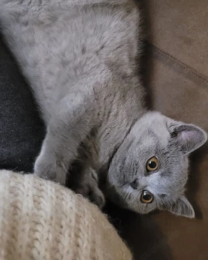 BKH Kitten Bild 2