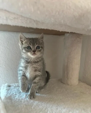 Britisch kurz haar kitten