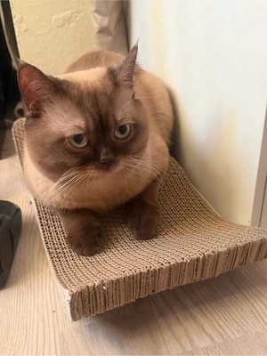 Liebevolles Zuhause für unsere süße katze- abzugeben