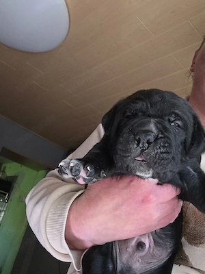 reinrassige Canecorso welpen zu verkaufen 