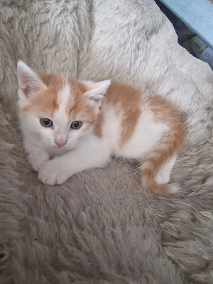 Katzen baby 