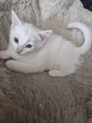 Katzenbabys.