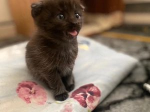 Britisch Kurzhaar Katzenfamilie zu verkaufen