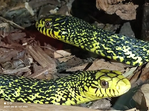 Kletternattern Elaphe carinata 