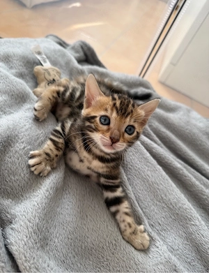 Wundervolle Bengal Kitten suchen ihr Für Immer Zuhause 