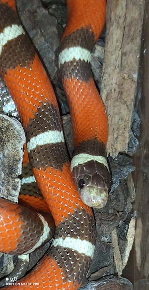 1,0 Lampropeltis nelsoni T+ albino Nz 23.