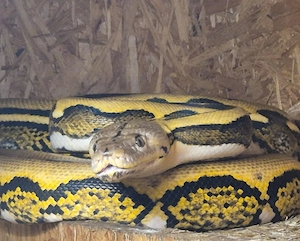 1,0 Python reticulatus Ambon Platinum Tiger cb16