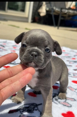 Französische Bulldoggenwelpen