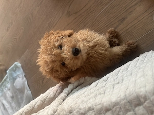 Mini Toy Pudel Weibchen 