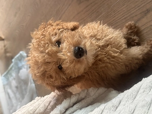 Mini Toy Pudel Weibchen  Bild 2