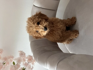 Toy Pudel Welpe 12 Wochen alt 