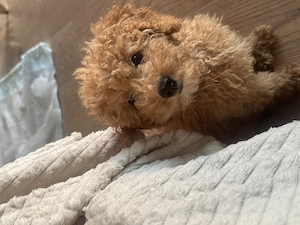 Mini Toy Pudel Weibchen  Bild 3