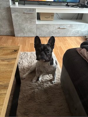 kira sucht neues zuhause!