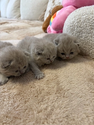 bkh kitten 