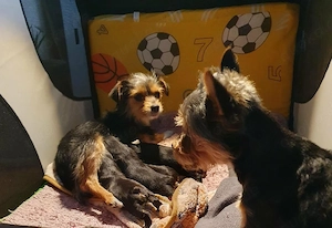Liebevolle Yorkshire-Terrier-Mix Welpen suchen ein neues Zuhause   