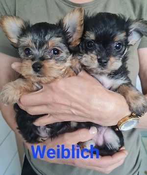 Liebevolle Yorkshire-Terrier-Mix Welpen suchen ein neues Zuhause   