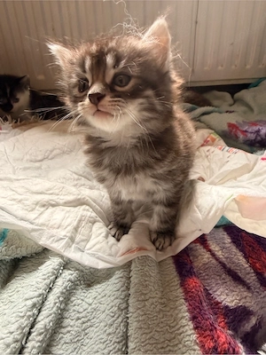 maine coon mix