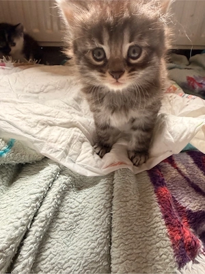 Maine coon mix junge