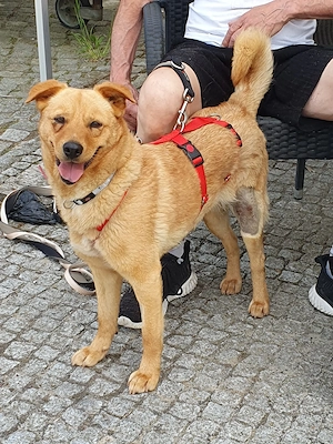 Tinchen   kleine Seele mit großem Herzen sucht ihre Menschen fürs Leben