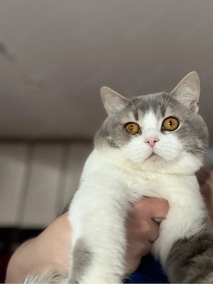 britisch Kater Panda
