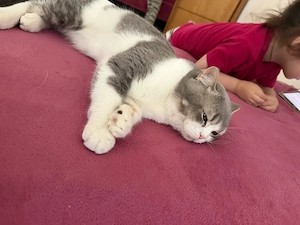 britisch Kater Panda Bild 2