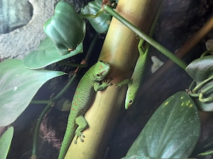 Verschiedene Vogelspinnen und Schaben sowie Madagaskar Taggecko und adulte Kornnatter