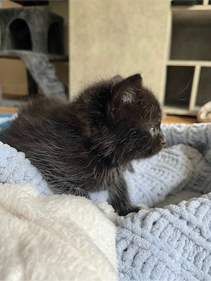 baby katze kitten mädchen 