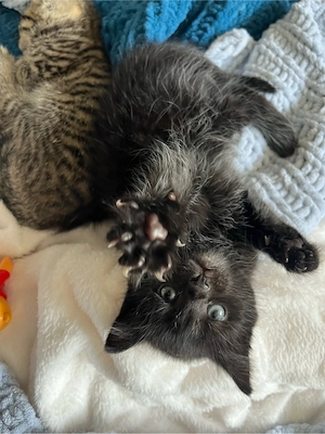 baby katze kitten mädchen 