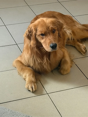 Golden Retriever Amerikanische line Rüde 