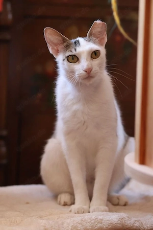 Karina sucht ihr Zuhause - Einzelkatze mit Freigang