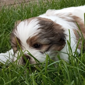 Shih Tzu   Havaneser Mischlinge Babys