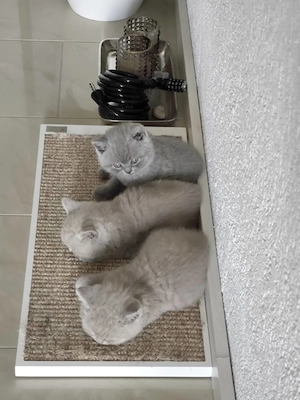 3 reinrassigen BKH Kitten Blau Lilac