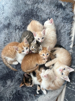 7 liebevolle Katzenbabys suchen ein schönes Zuhause 