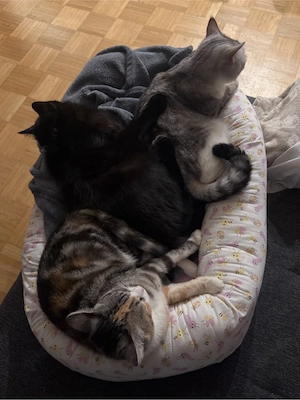 Drei liebevolle Katzen suchen neues Zuhause