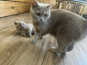 Bkh Katze und Sohn lilac