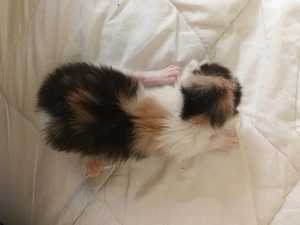 Schone Katzen suchen neue Familie