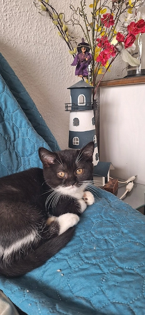 Nur noch 1 kl. BKH Mädchen 