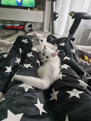 4 reinrassige BKH Kitten