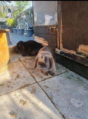 Hasen Damdn Bild 5