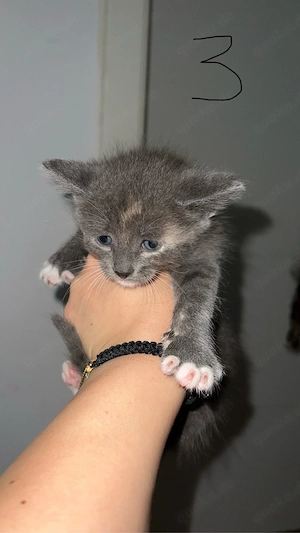 Vier Katzenbabys suchen dringend ein liebevolles Zuhause