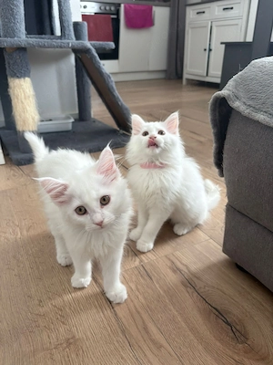 Maine Coon Kitten