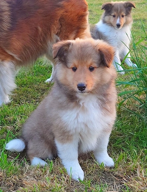 Sheltie Welpen suchen ein neues Zuhause.