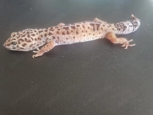 Leopardgecko Weibchen adult   futterfest abzugeben nur Abholung