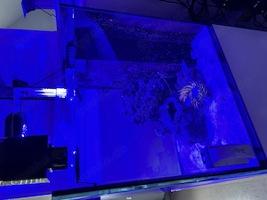 Meerwasser red sea g2+ 